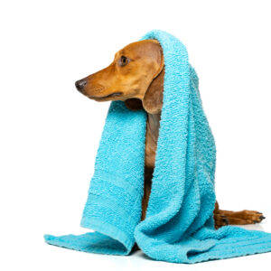 Hydrotherapie auf dem Unterwasserlaufband ca. 30 Minuten