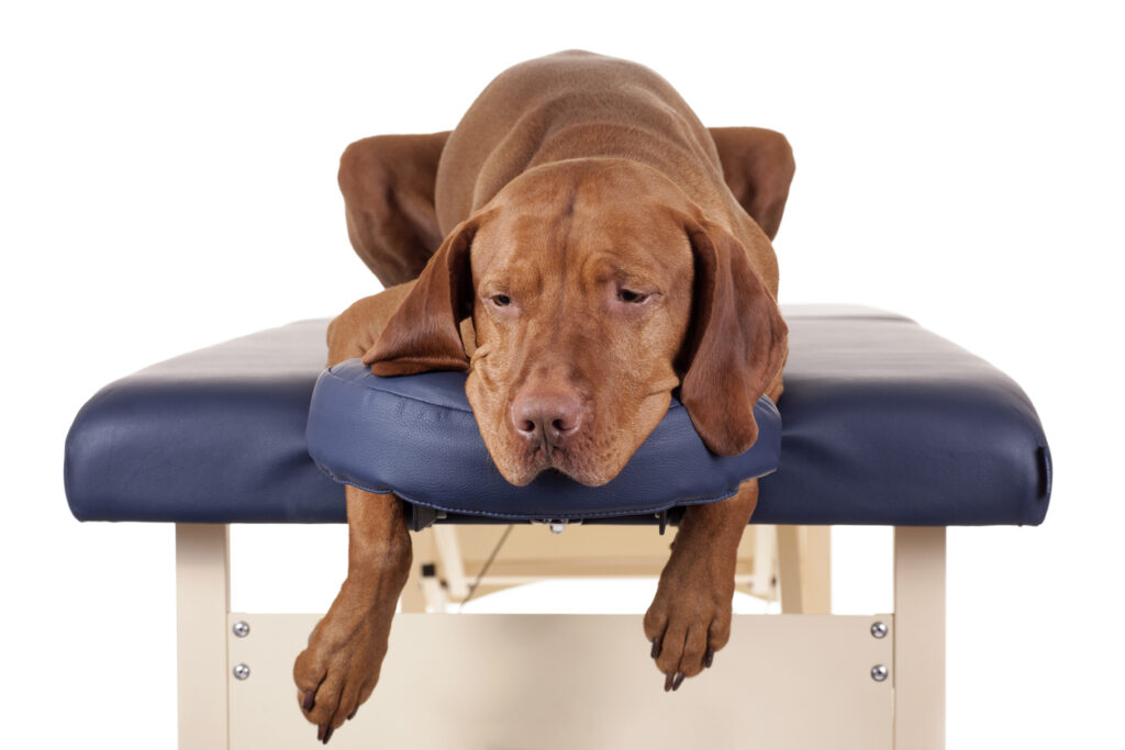 Physiotherapie ca. 30 Minuten